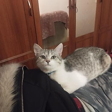 sinsila pisik: Tabbi, Yaxşı əllərə — 5