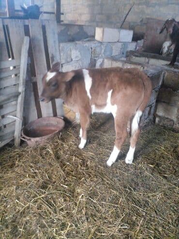 kreditle inekler: Inəklər, öküzlər — 1