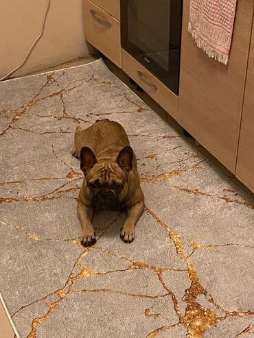 ucuz it: Fransız bulldoqu – qısa burunlu, kompakt və əzələli cins. Rəngi fawn — 3