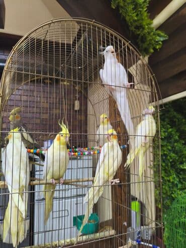İtlər: Birdə neçə dənə korella quşu var. Onların rəngləri sarı, ağ və açıq — 2