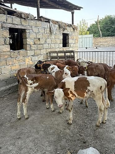lal ördək balası: Erkek Buzovlar 750 manatdan baslayir Her buzovun öz qiymeti var hamisi — 5