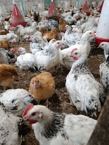 Bildirçin: Salam 47günlük Ətlik çolpalar satişda movcuddur cəkiləri 900 qram — 4