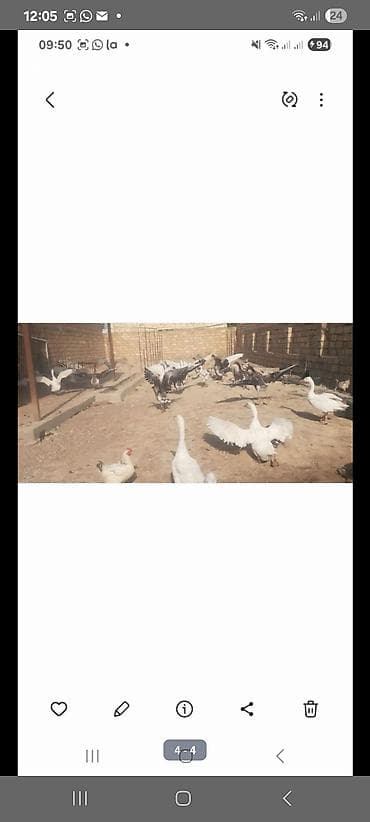 Qaz sürüsü – qaz yumurtasi yerli ve linda qazinin yimurtasi teze