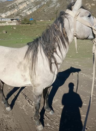 Erkək, il: 4 lalafo.az -da Erkək, il: 4