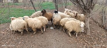 Mal-qara: Qoyun sürüsü – müxtəlif rəng və yaşlarda - Təsvir: Şəkillərdə görünən — 6