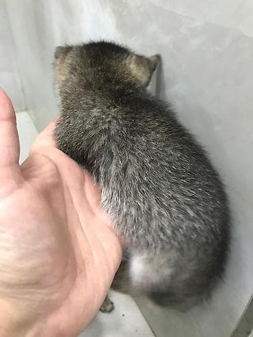 pişik: Balaca pişik balası - Növ: ev pişiyi, qısa tüklü - Rəng: boz-qəhvəyi — 4