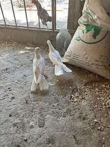 Ata ana bir balalar haça quyrug lalafo.az -da Ata ana bir balalar haça quyrug