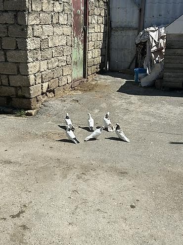 goyərcinler: 1 i 10 manat — 3