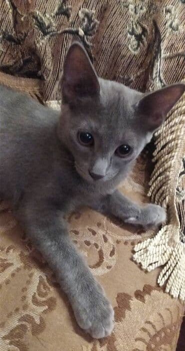 pişik latoku: Britan, Erkək — 2