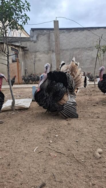 cuceye verilen adlar: Erkək, Amerika, Damazlıq, Ünvandan götürmə — 10