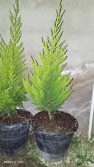 bitki dərmanları satışı: Limonnu — 2