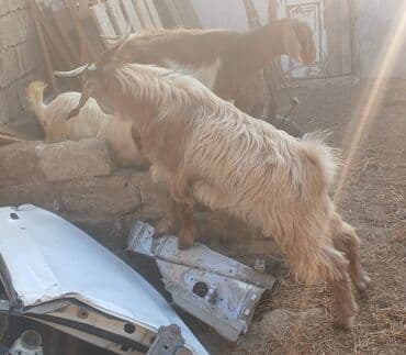 sort keciler: Boz-qonur rəng çalarlarında, uzun tüklü, iri buynuzlu keçi — 4