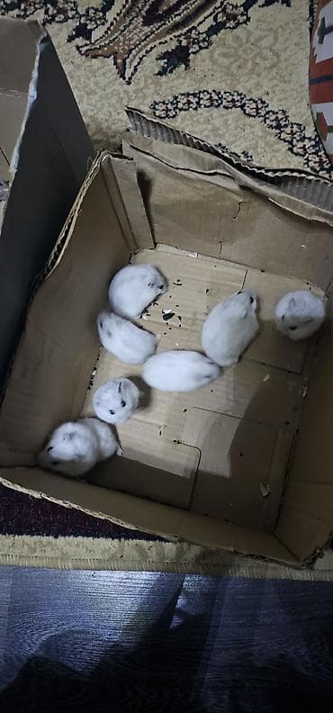 Птицы: Hamsterlər (Djungarian tipli) - Rənglər: ağ, boz və qarışıq naxışlı — 8