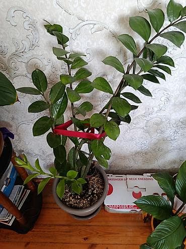 şanagullə bitkisi: Zamioculcas (ZZ bitkisi) – dekorativ ev bitkisi - Boy: təxminən 70–90 — 1