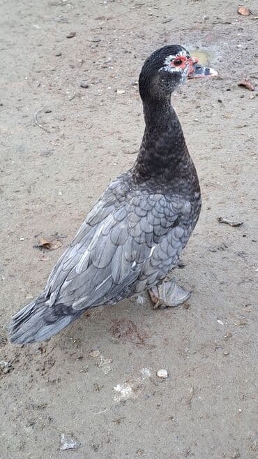 ördəklər: Dişi, | Macar, Ətlik, Pulsuz çatdırılma — 5