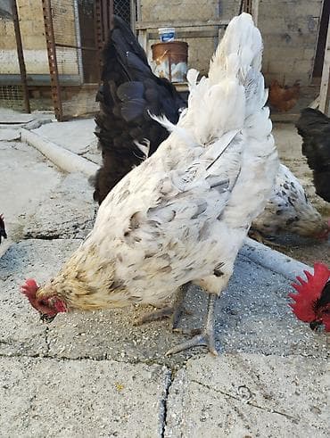 turk anqorasi: Toyuq, Australorp, Damazlıq, Ünvandan götürmə — 9