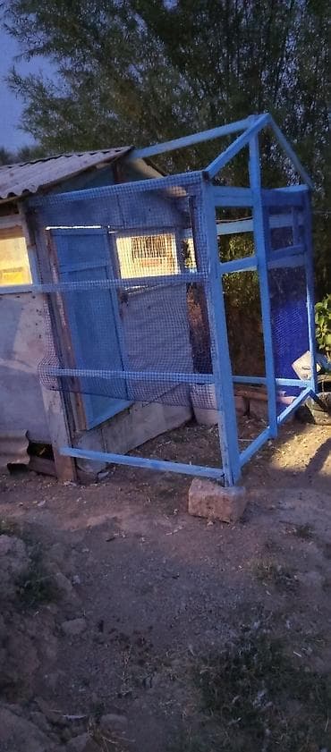 Digər heyvanlar: Məhsul: Göyərçinlər və açıq voliarlı quşxana - Şəkillərdə müxtəlif — 7