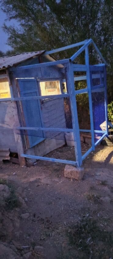 saso toyuqlari: Məhsul: Açıq hava volyeri/qarmaq telindən quş qəfəsi anbarı yanına — 3