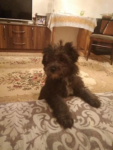 Pudel, 5 ay, Erkek, Ünvandan götürmə