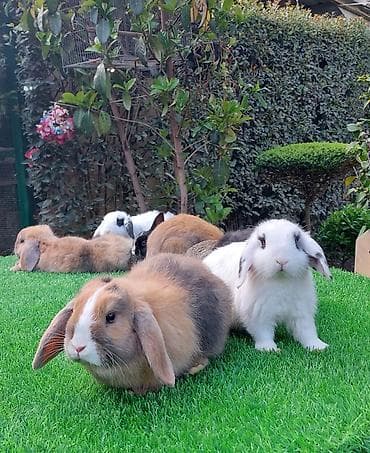 dovşan qəfəsləri: Wekilde gorduyunuz xolandski lop balalar satilir mini 4 ay — 4