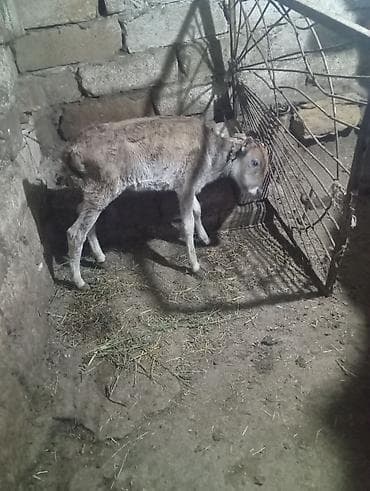 inəy: Dişi, il: 2, 200 kq, Damazlıq, Südlük — 4