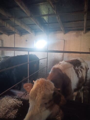 Toyuqlar: Erkək, il: 1, 10 kq, Ətlik, Ünvandan götürmə — 2