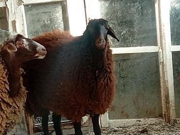 pişiklər üçün bit dərmanı: Dişi, Qala, il: 1, 50 kq, Damazlıq, Ünvandan götürmə — 2