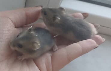 питомники собак в баку: Xamyak (cunqarik balaları) 1 aylıqdılar, ələ tam öyrəşdirilib — 8