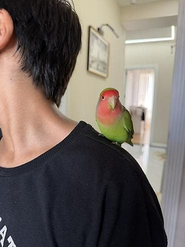 goyercin novleri: Sevimli “lovebird” (Agapornis) papuqay və qəfəs dəsti - Növ: Lovebird — 2