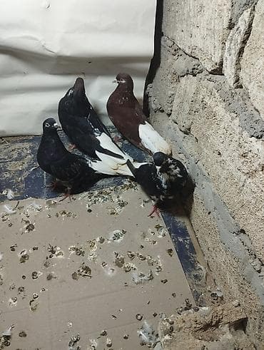 göyərçin pavlin: Cutu 30 Manat Terkidirem Deye heyvanlari satiram — 2