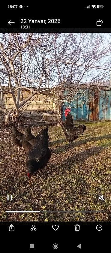 pitbul balasi satilir: Qara rəngli kənd toyuqları və xoruz dəsti - Qara lələkləri, parlaq — 1