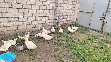 pekin: Pekin ordekleri 12 ededdi — 2