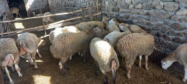 cins inekler: Qoyun sürüsü satılır - Növ: qarışıq ətlik/südlük yerli cinslər — 1