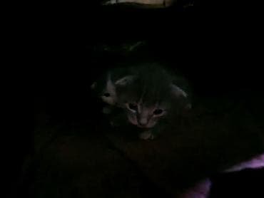 Digər heyvanlar: Erkək, Dişi, Yaxşı əllərə — 3