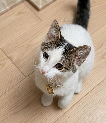 Pişiklər: Erkək, Yaxşı əllərə — 2