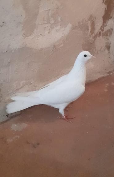 goyercin satisi 2019: Tutulma maya — 3