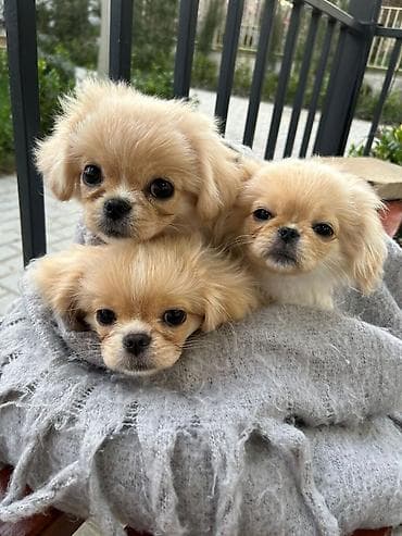 Pekines, 3 ay, Dişi