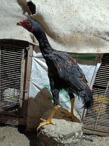 Alfa Romeo: Super heyvanar var — 2