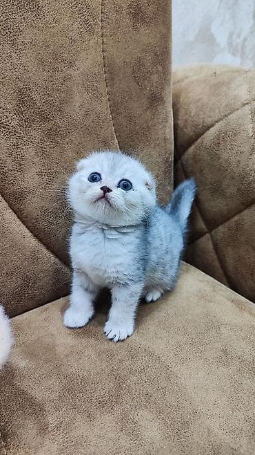 Şotland yastı qulaq