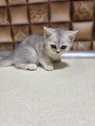 pişik ucun ev: Britan — 8