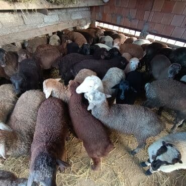 heyvanlara verilən adlar: Salam aleyküm ünvan bakı binə atclık qiymeti 205 mantdan 280 manata — 7