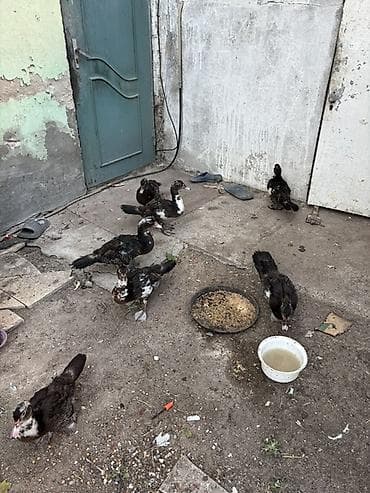 afcarka balasi erkey: Lal ordek 3 ayliq 1 i 15 manat 7 eded qalib — 3
