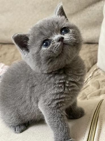 pisiy qabi: Britan, Dişi, Erkək, Yaxşı əllərə, Ödənişli çatdırılma, Ünvandan götürmə, Rayonlara çatdırılma — 7