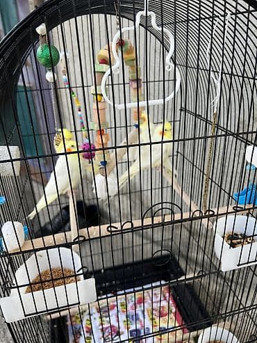 Qəfəs içərisində iki ədəd ağ və sarı rəngli nimfa tutuquşusu var