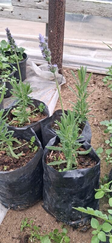 Саженцы деревьев: Lavanda (Lavandula) tingləri – ətirli, dekorativ və faydalı çoxillik — 4