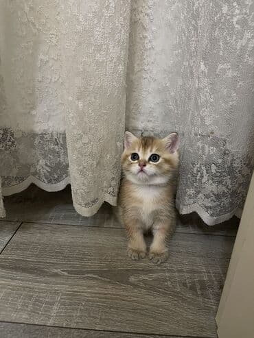 mavi rus pişiyi: Britan, Dişi — 7