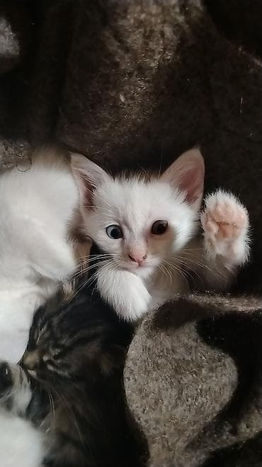 anqora pişiklər: Türk anqora, Yaxşı əllərə, Pulsuz çatdırılma — 8