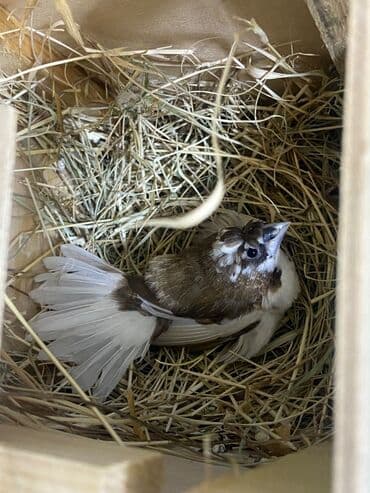 YAPON AMADİN cüt. Yumurta qoyurlar hal hazırda. Qəfəs,yuva,aksesuarlar