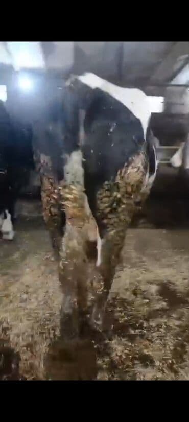 Digər kənd təsərrüfatı heyvanları: Salam aleykum super 2 dene iney diler cüt 6400 diyilir razılaşmaq olar — 9