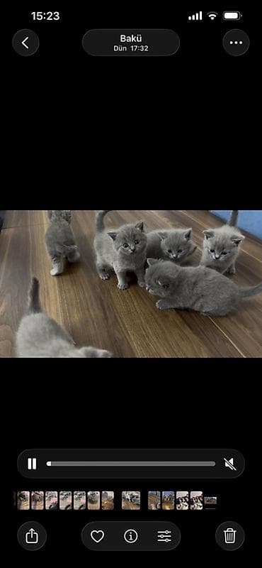 afcarka balaları: Britan, Erkək, Dişi, Yaxşı əllərə, Ünvandan götürmə — 2